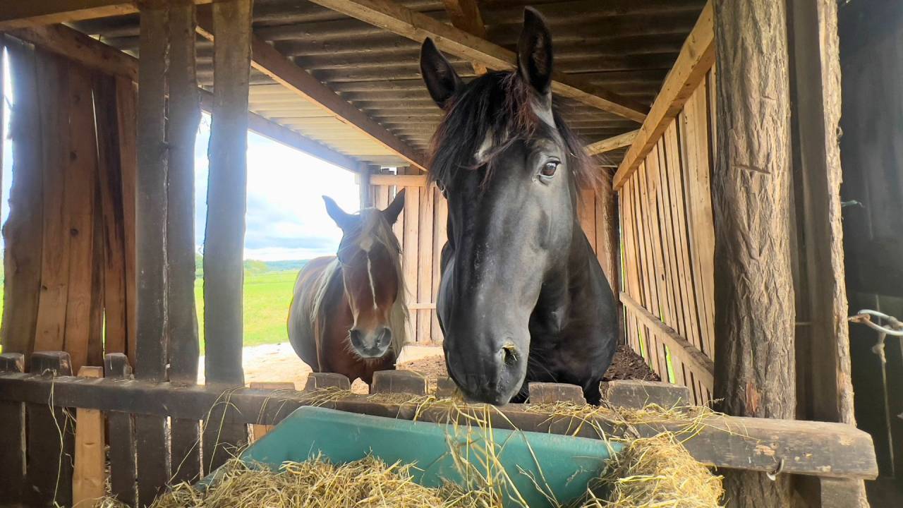 Tarn : vivez la passion &eacute;questre dans un cadre paisible