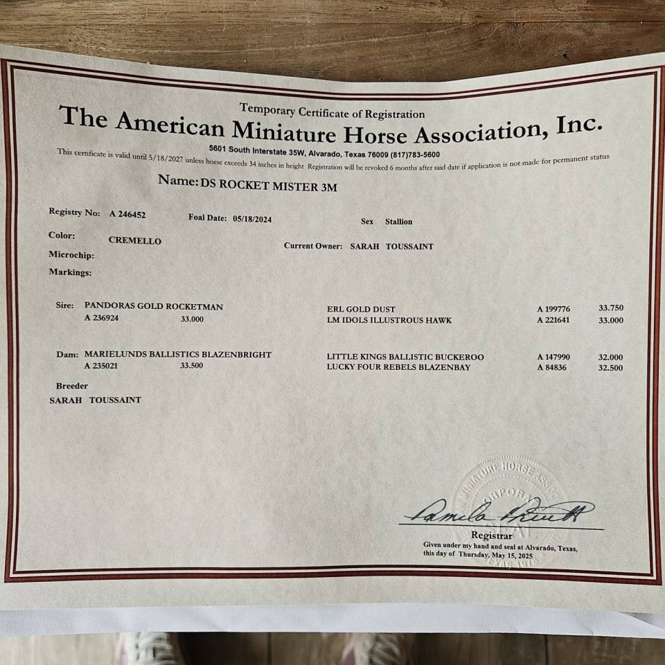 Magnifique cheval migniature