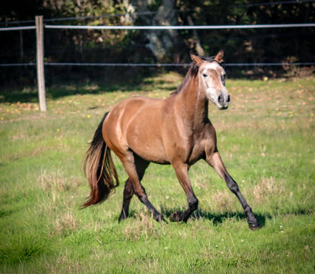 Jument origines lusitanienne OC