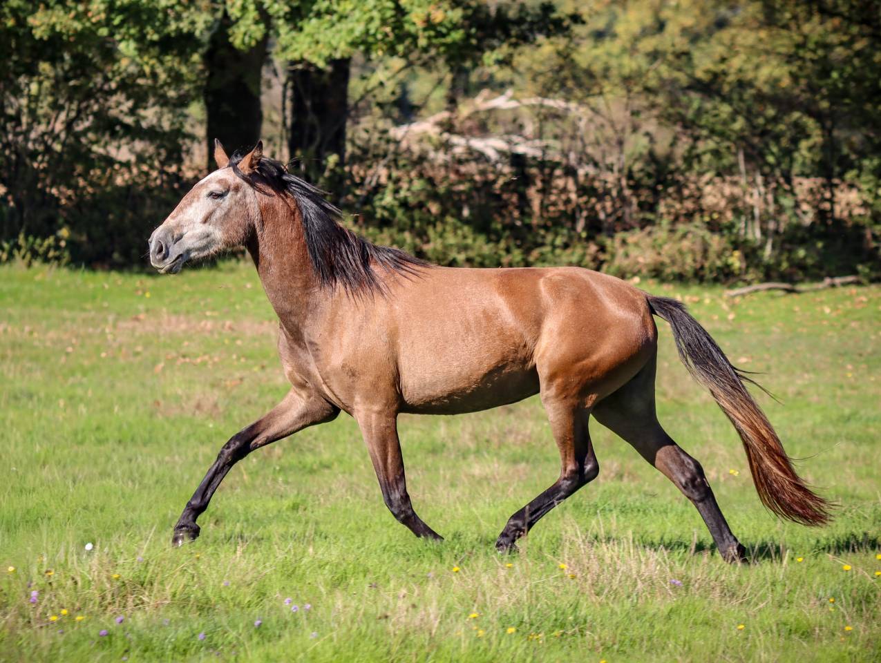 Jument origines lusitanienne OC