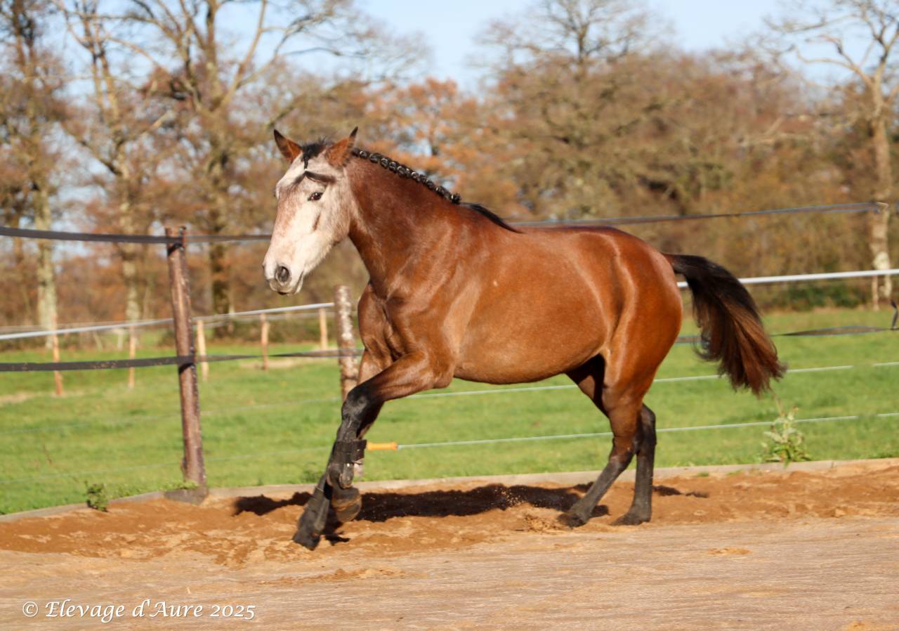 Jument origines lusitanienne OC