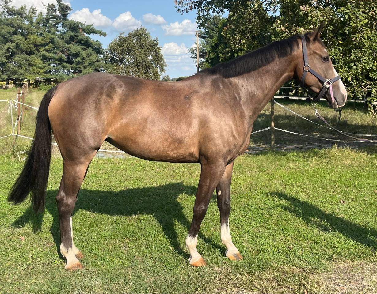 Jument Cheval de Selle Italien A vendre 2018 Bai par Ustionov