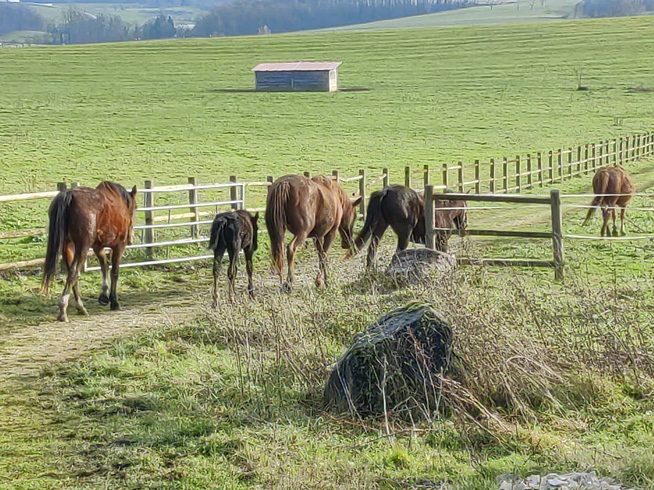 Conception Propriété équestre - Achat ou coopération  