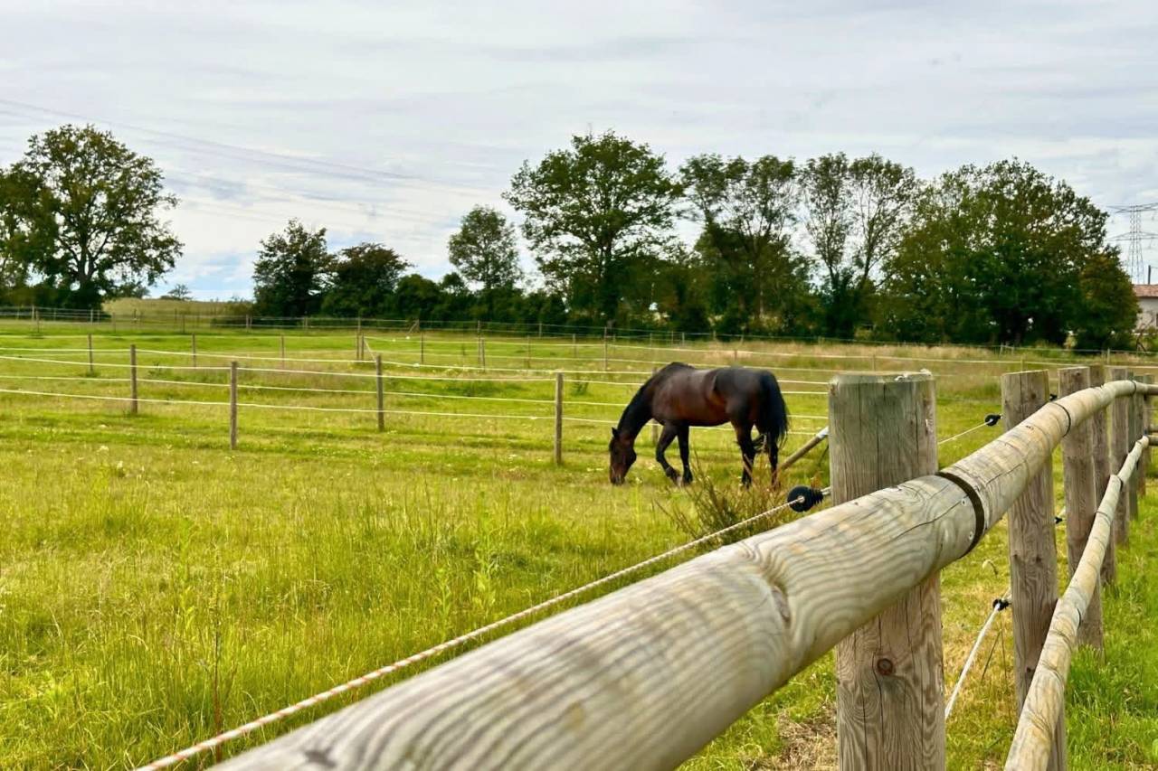 Propriété équestre clé en main de 4 hectares (01)