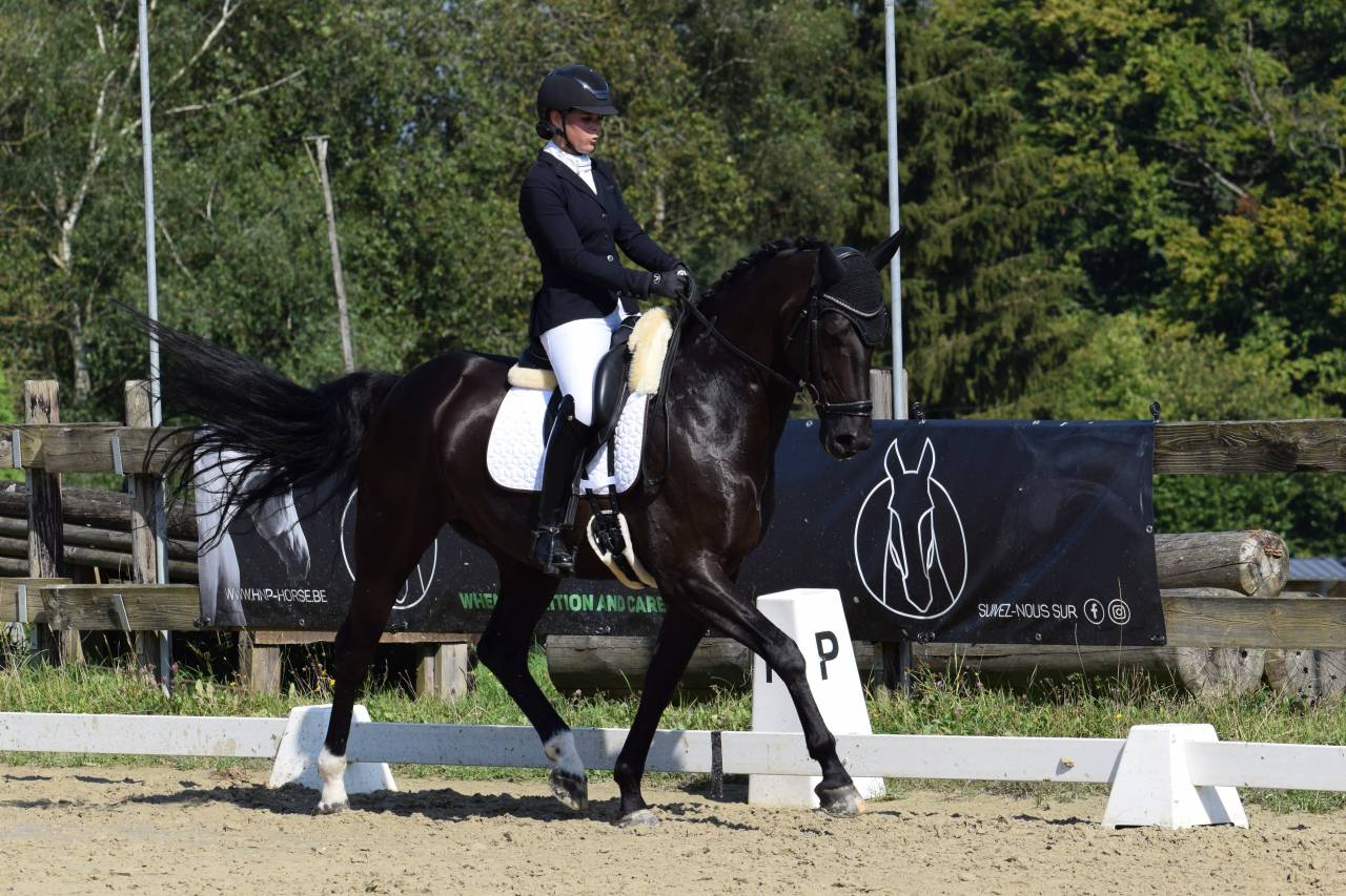 Hongre oldenbourg de 2016