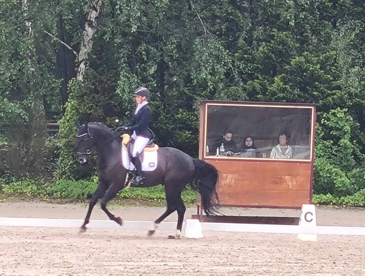 Hongre oldenbourg de 2016