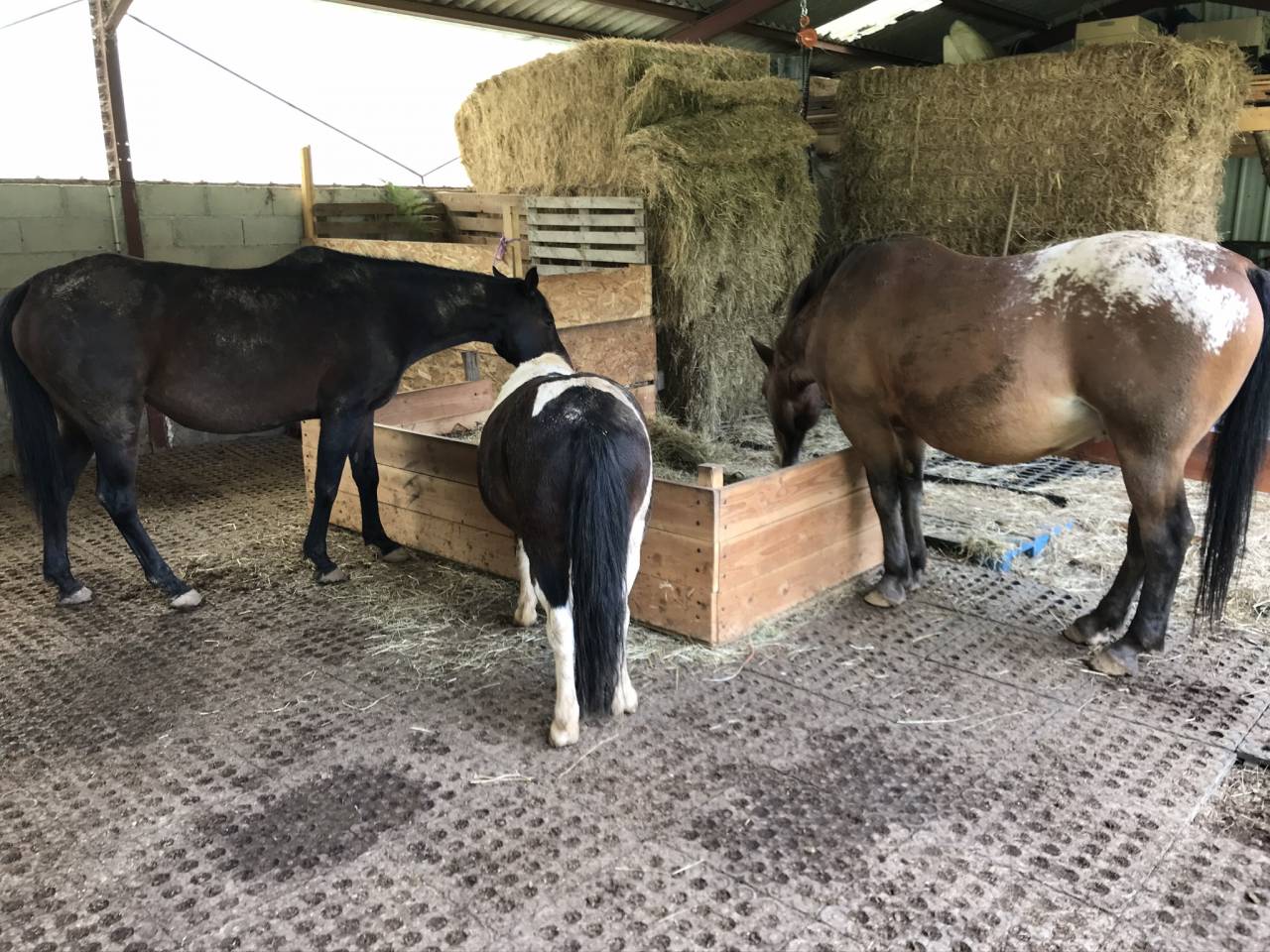 Propriété équestre idyllique