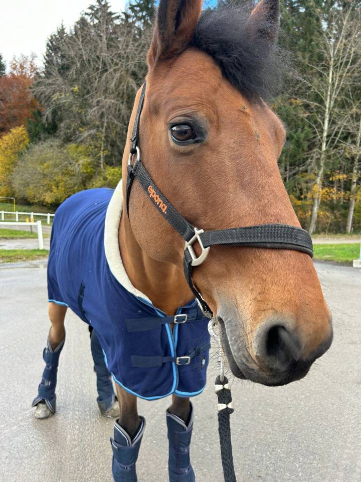 Super cheval CSO, Chevalier du Priolet, SF