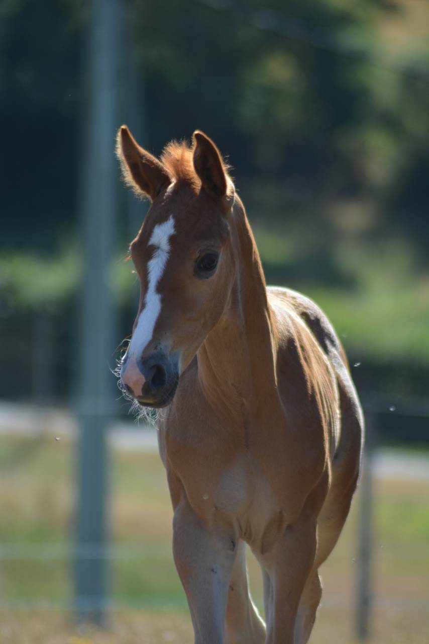 Foal SF dressage/CCE