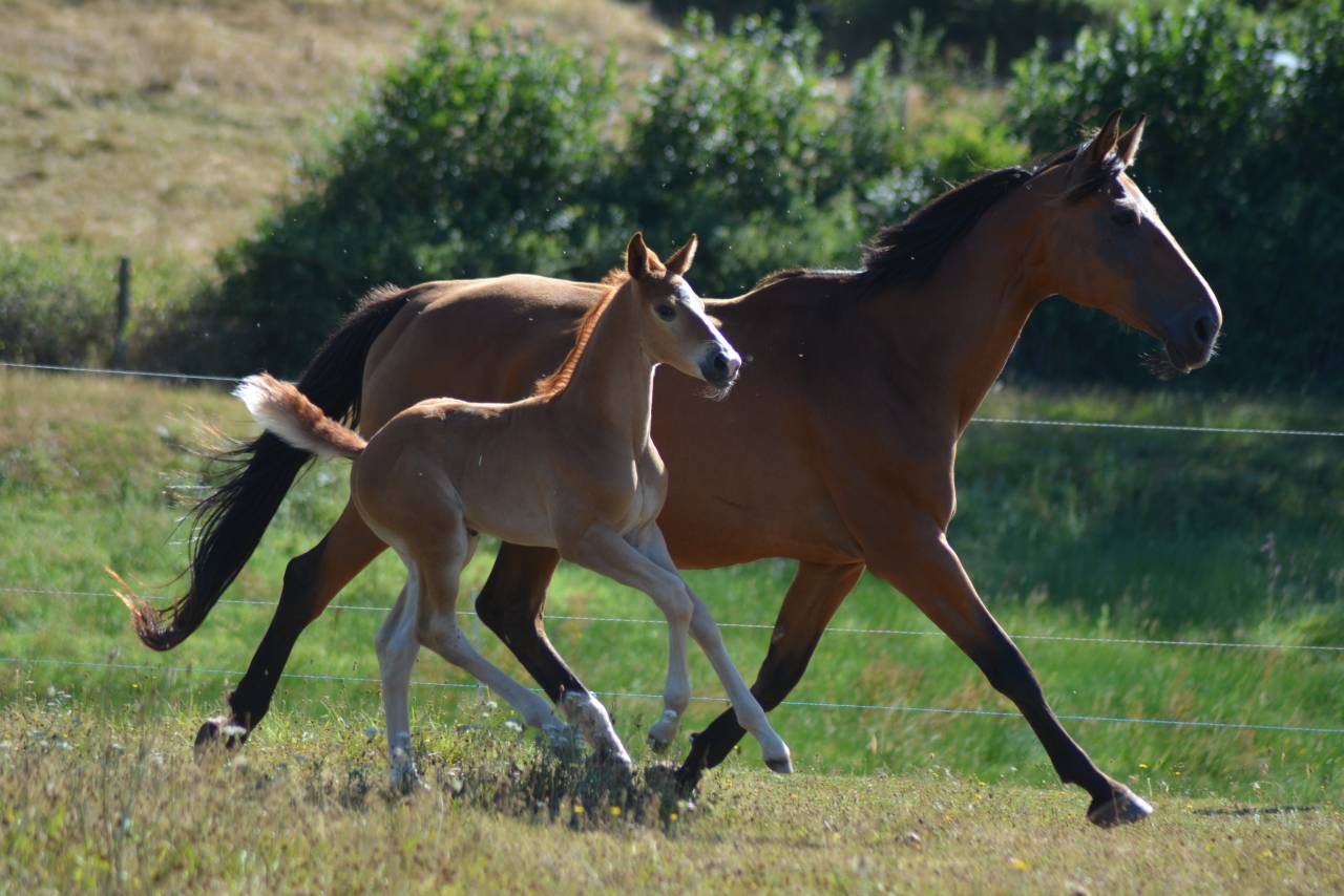 Foal SF dressage/CCE