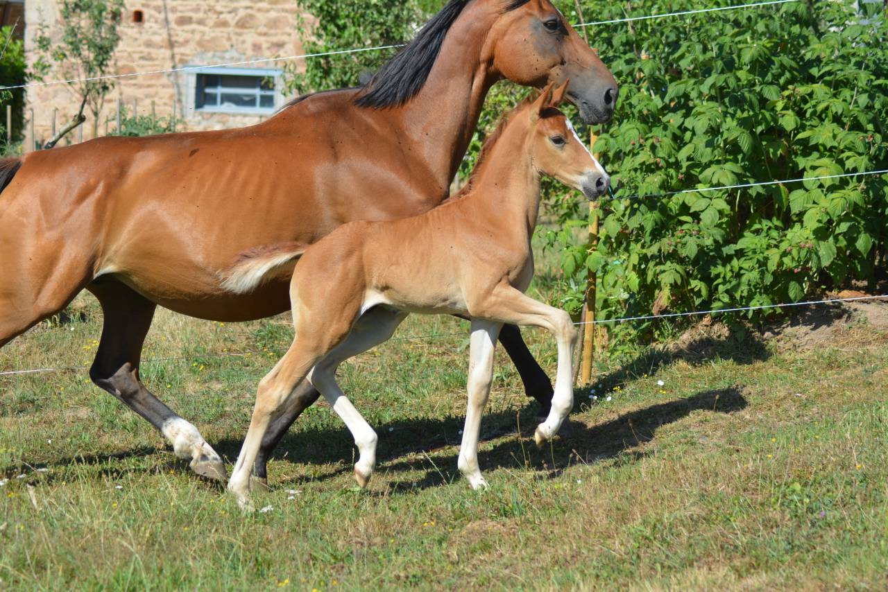 Foal SF dressage/CCE