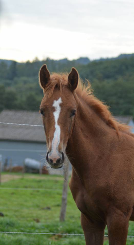 Foal SF dressage/CCE