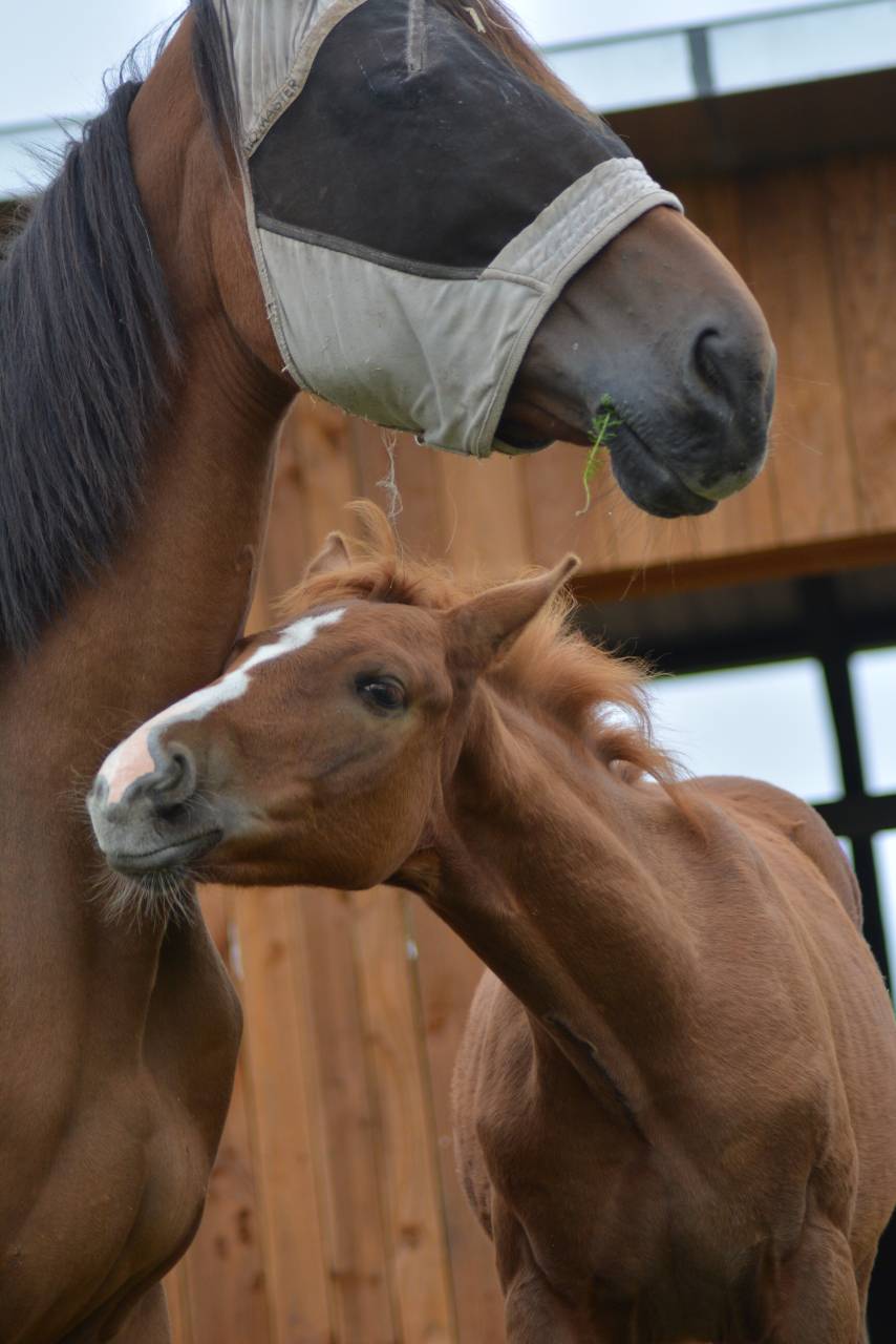 Foal SF dressage/CCE