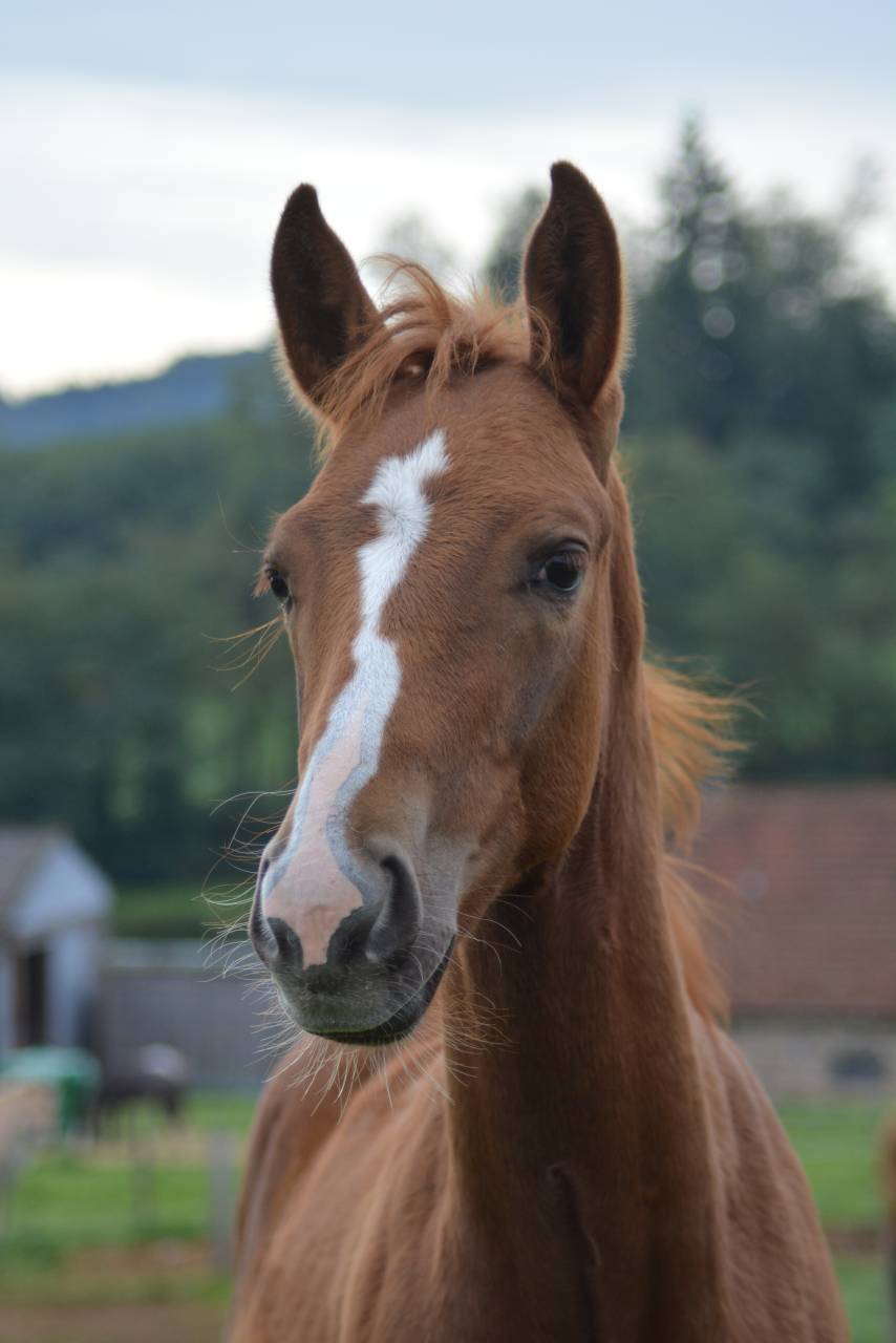Foal SF dressage/CCE