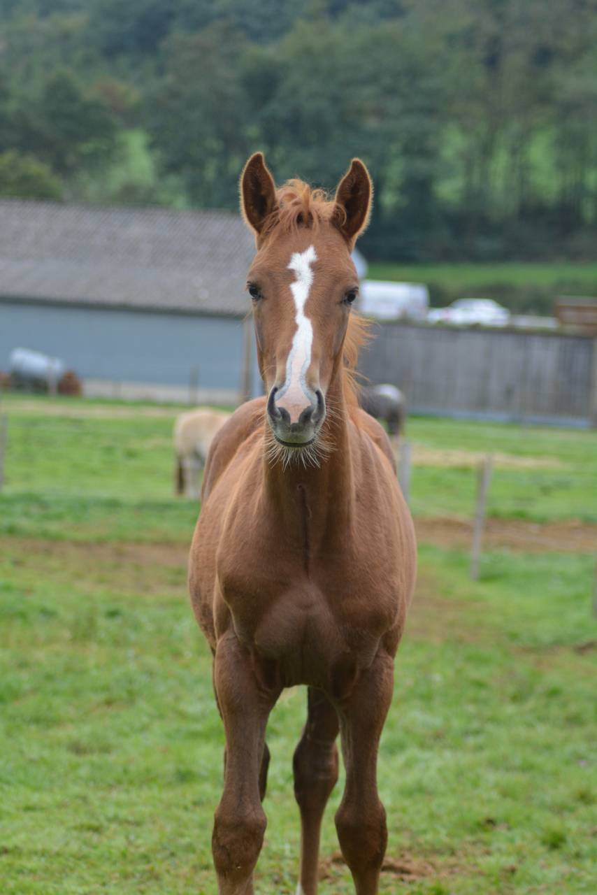 Foal SF dressage/CCE