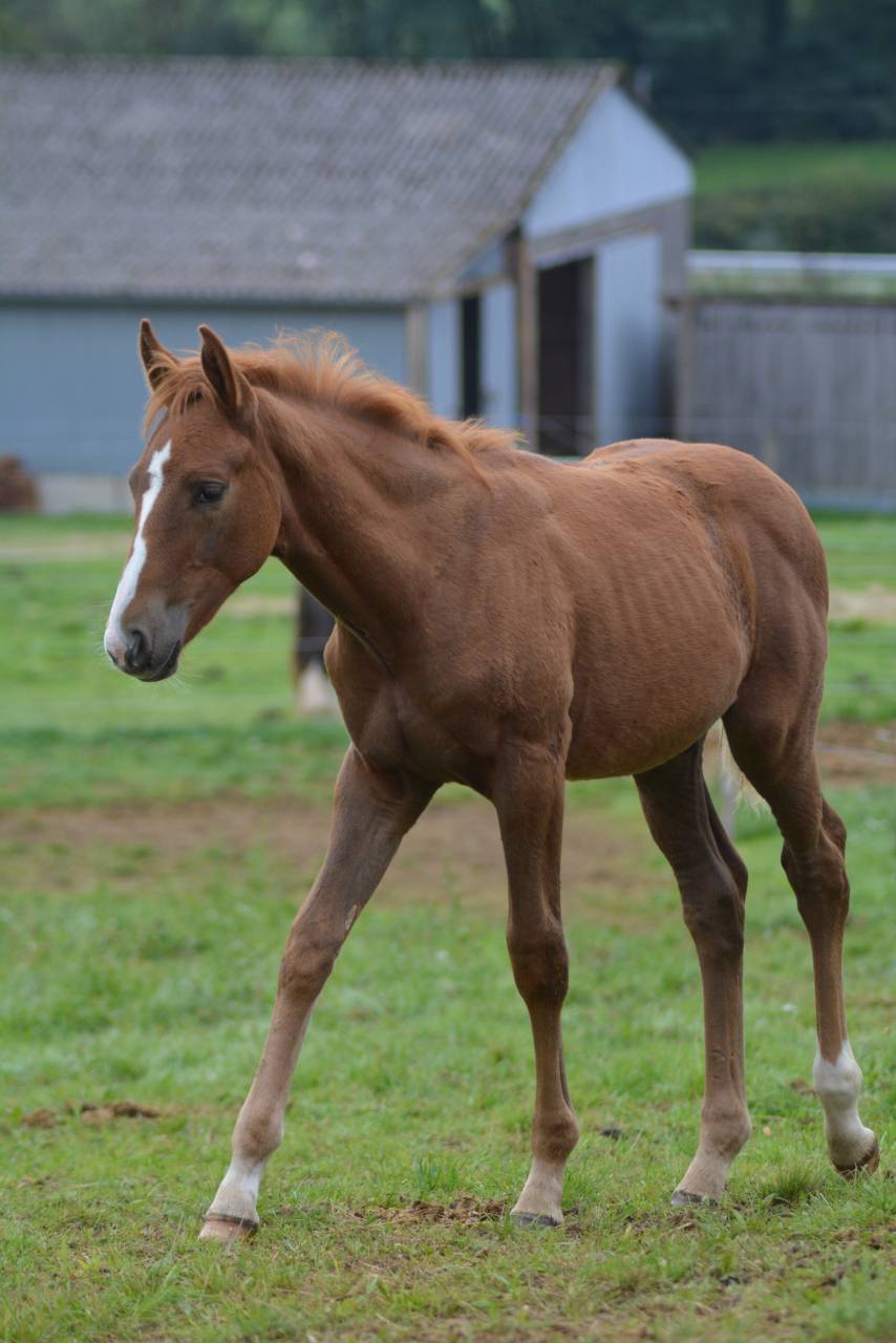 Foal SF dressage/CCE