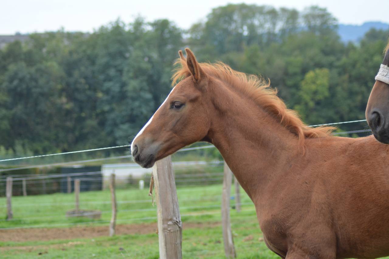 Foal SF dressage/CCE