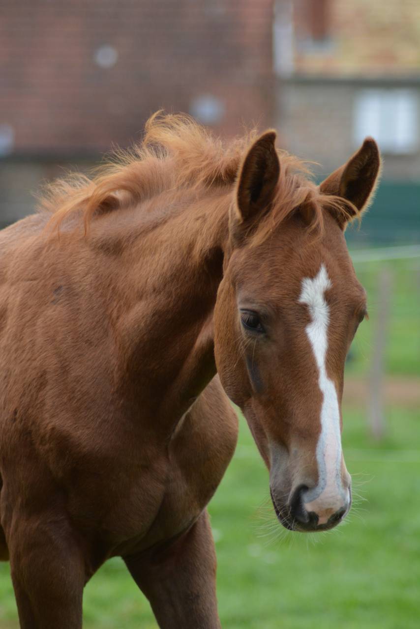 Foal SF dressage/CCE
