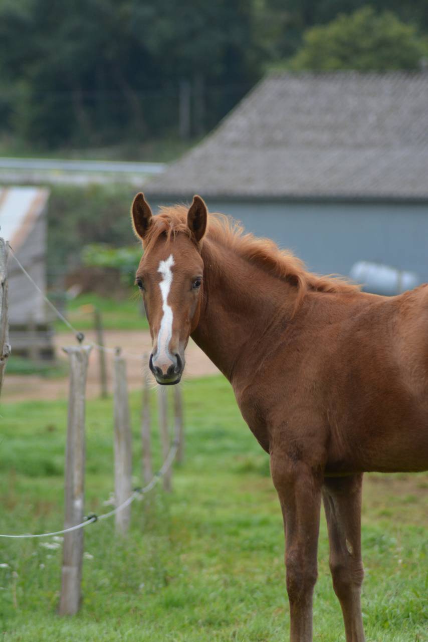 Foal SF dressage/CCE