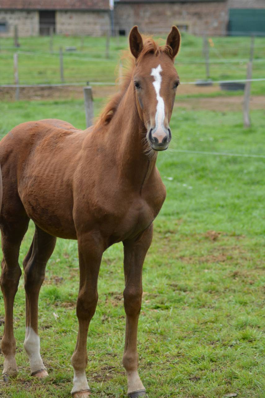 Foal SF dressage/CCE