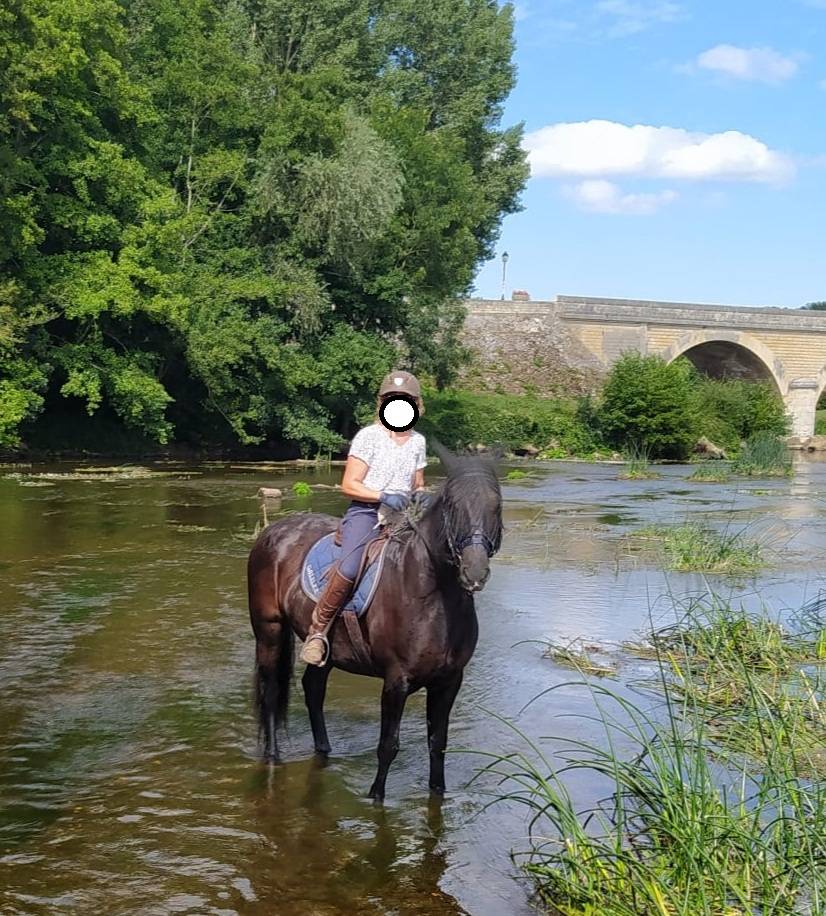 Cheval loisirs  Hongre   9 ans plein papier