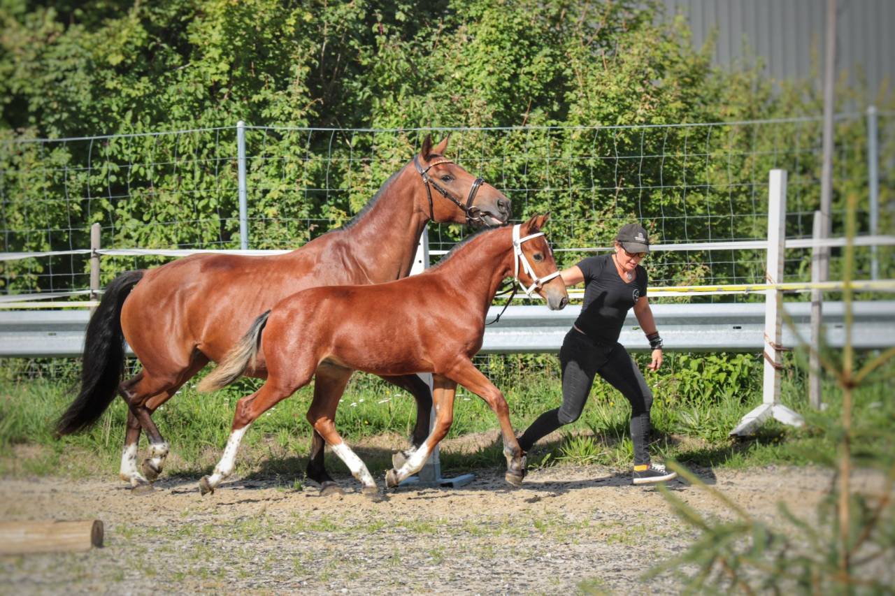 Poulain franche-montagne 
