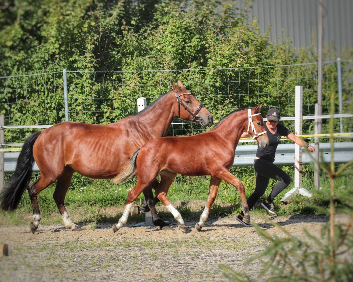 Poulain franche-montagne 