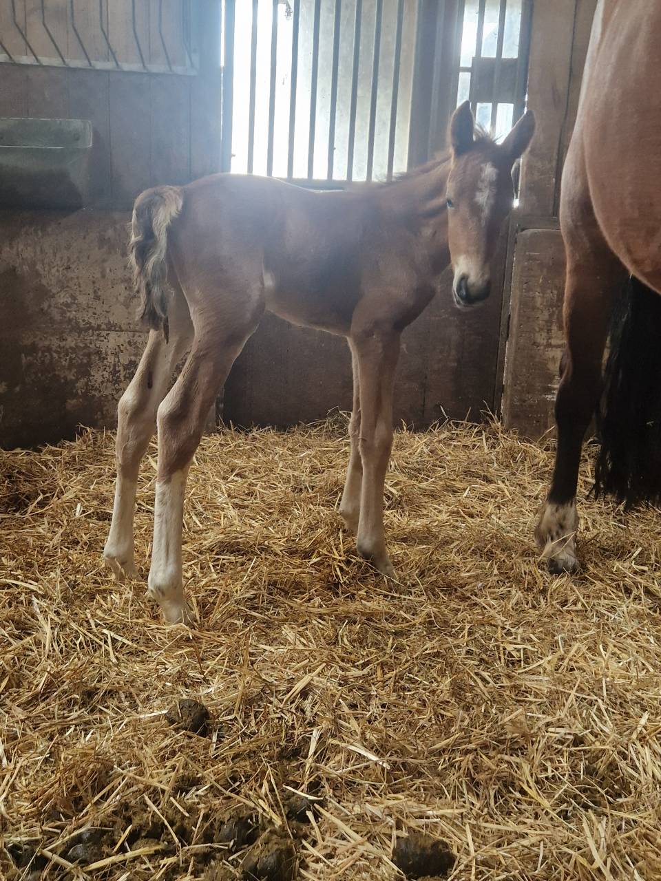 Poulain franche-montagne 