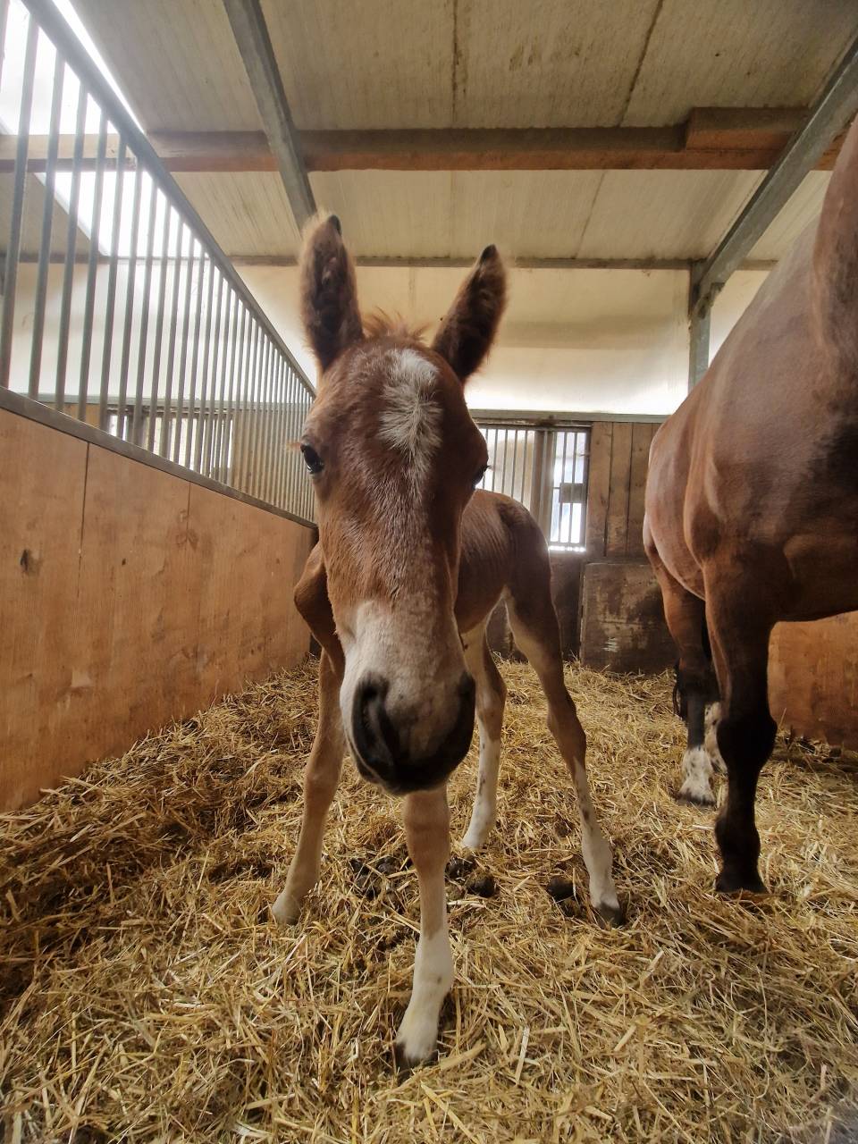 Poulain franche-montagne 