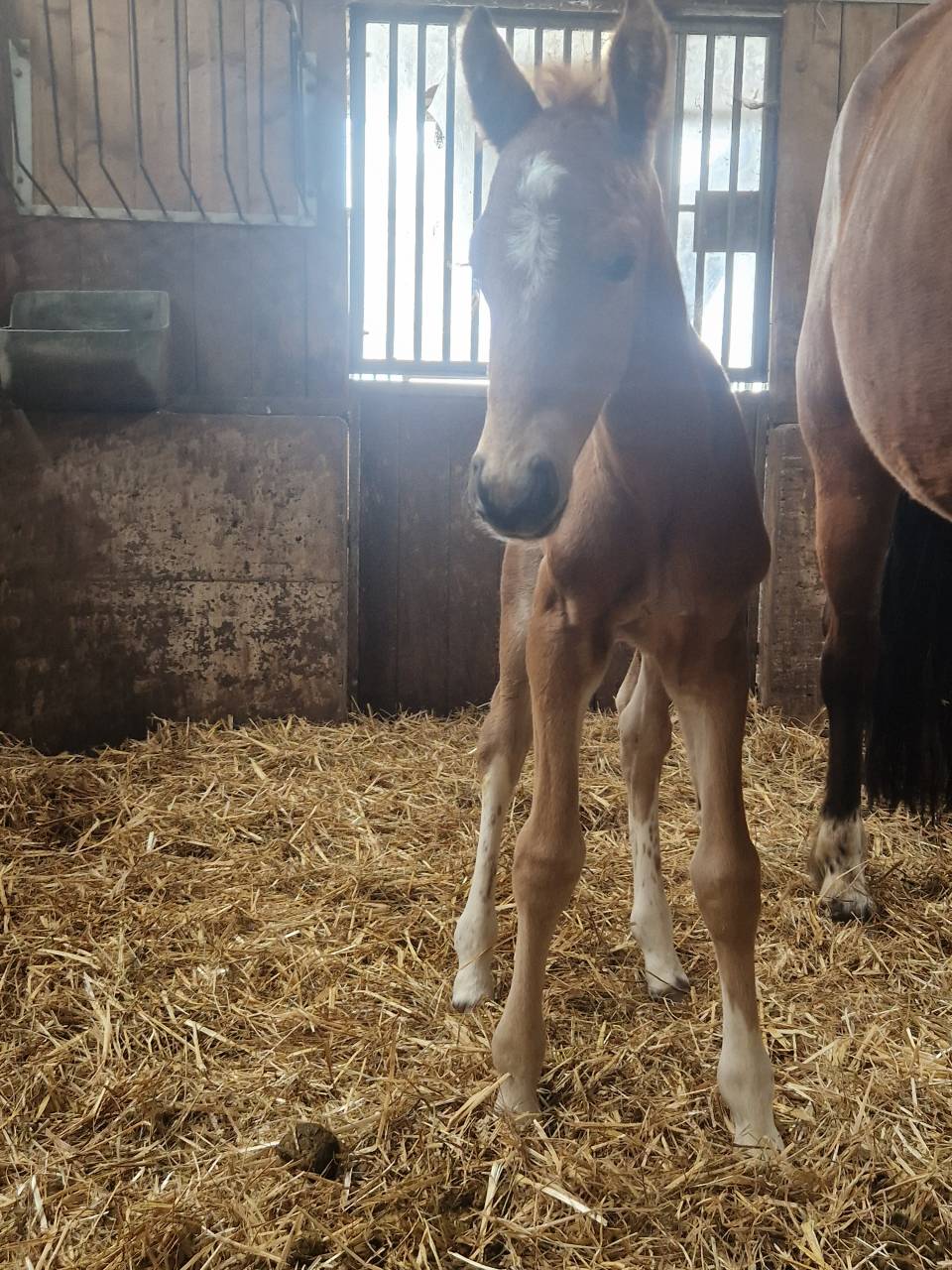 Poulain franche-montagne 