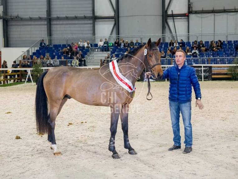 Souplesse - Confort - Look - Gentillesse 