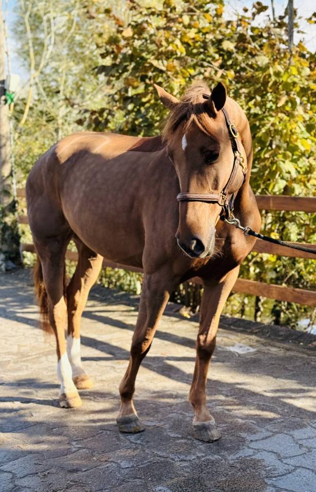 Kelle Star du Comte, superbe jument de 5ans
