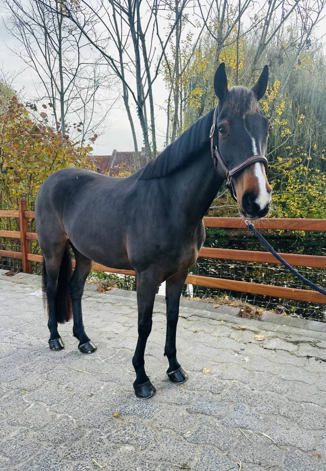 Alisja, jument très pratique !