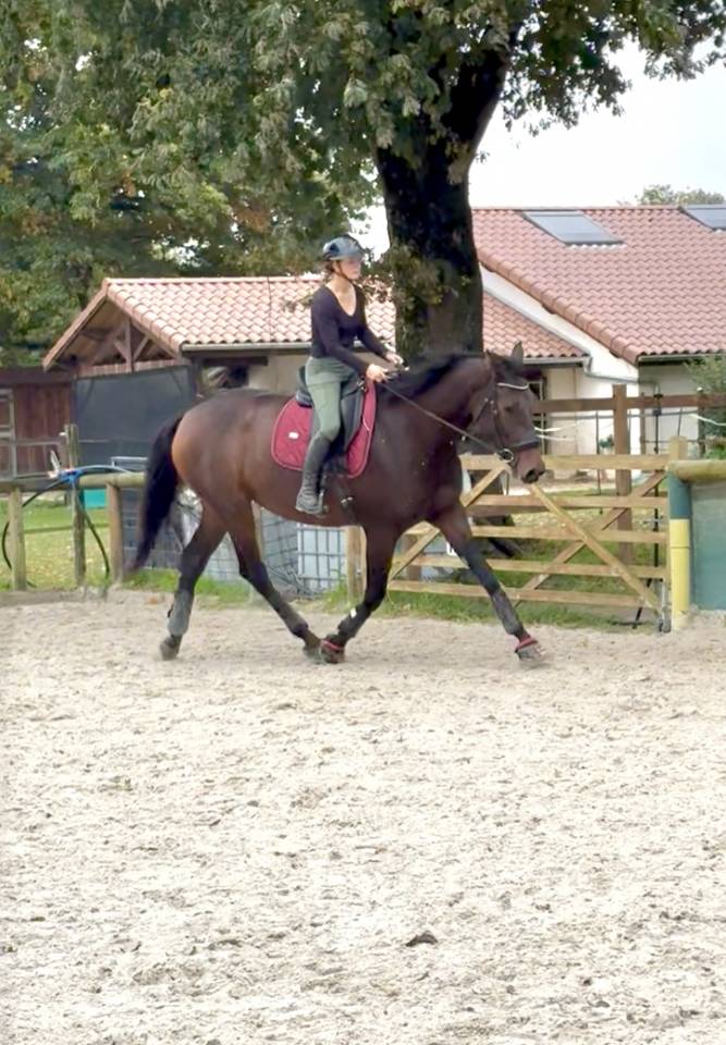 Hongre 4 ans x Furstenball orienté dressage 