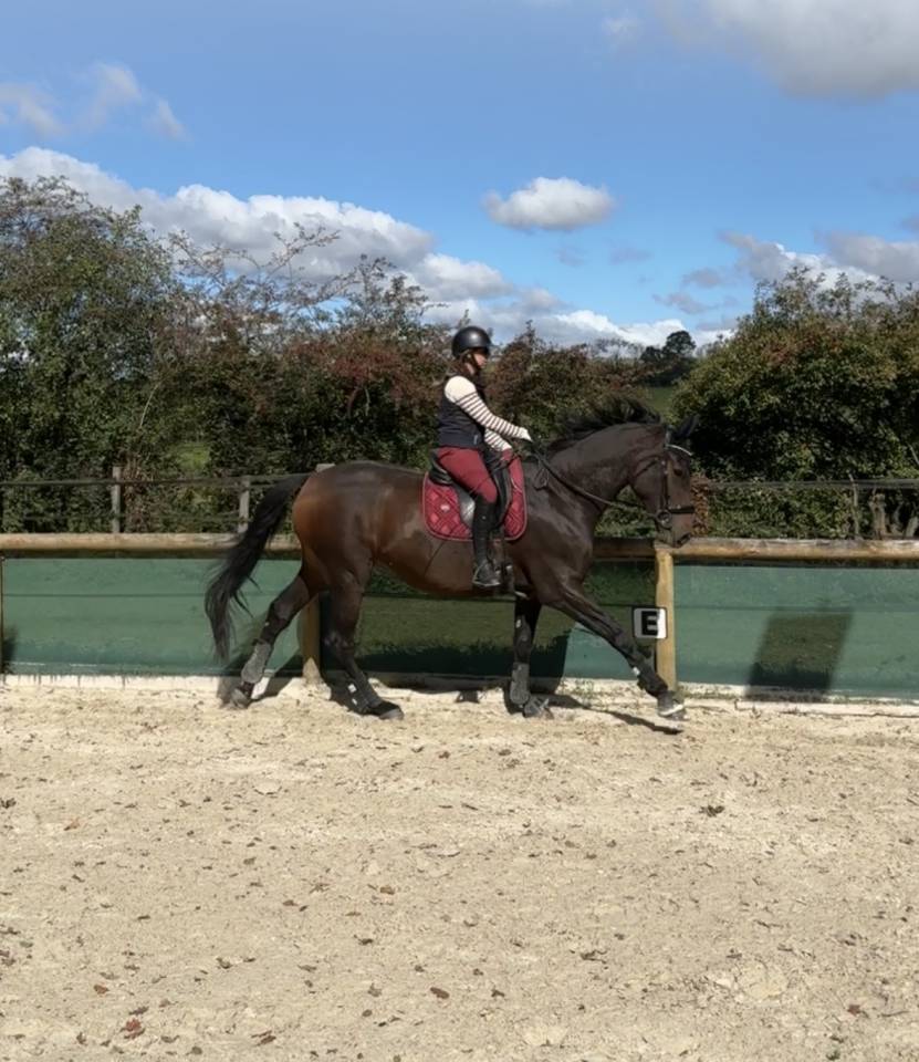 Hongre 4 ans x Furstenball orienté dressage 