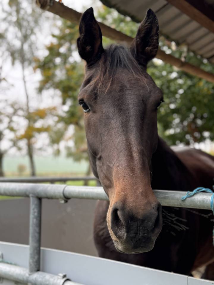 Hongre 4 ans x Furstenball orienté dressage 