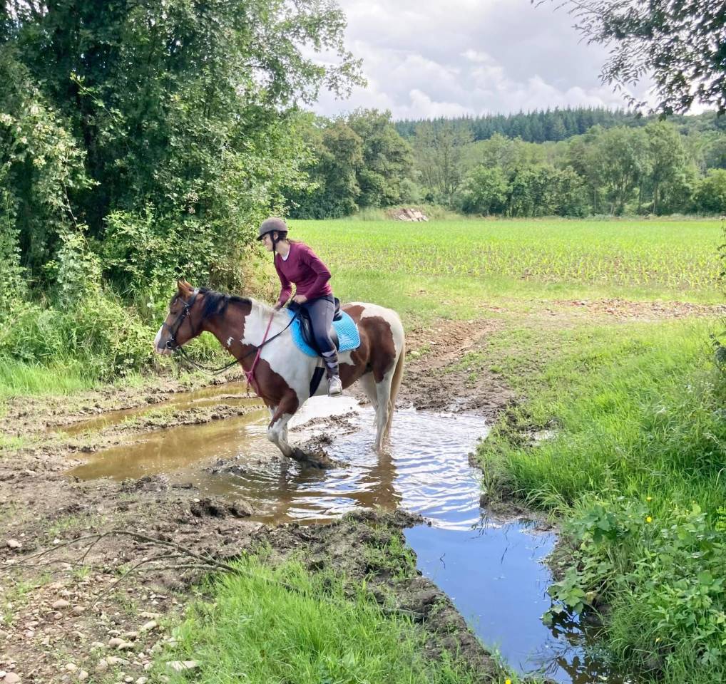 Beau et gentil Paint Horse