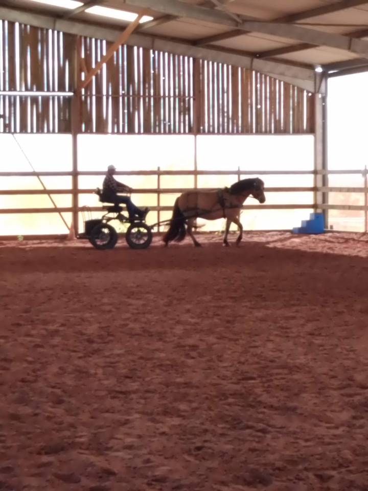 Magnifique poney D isabelle