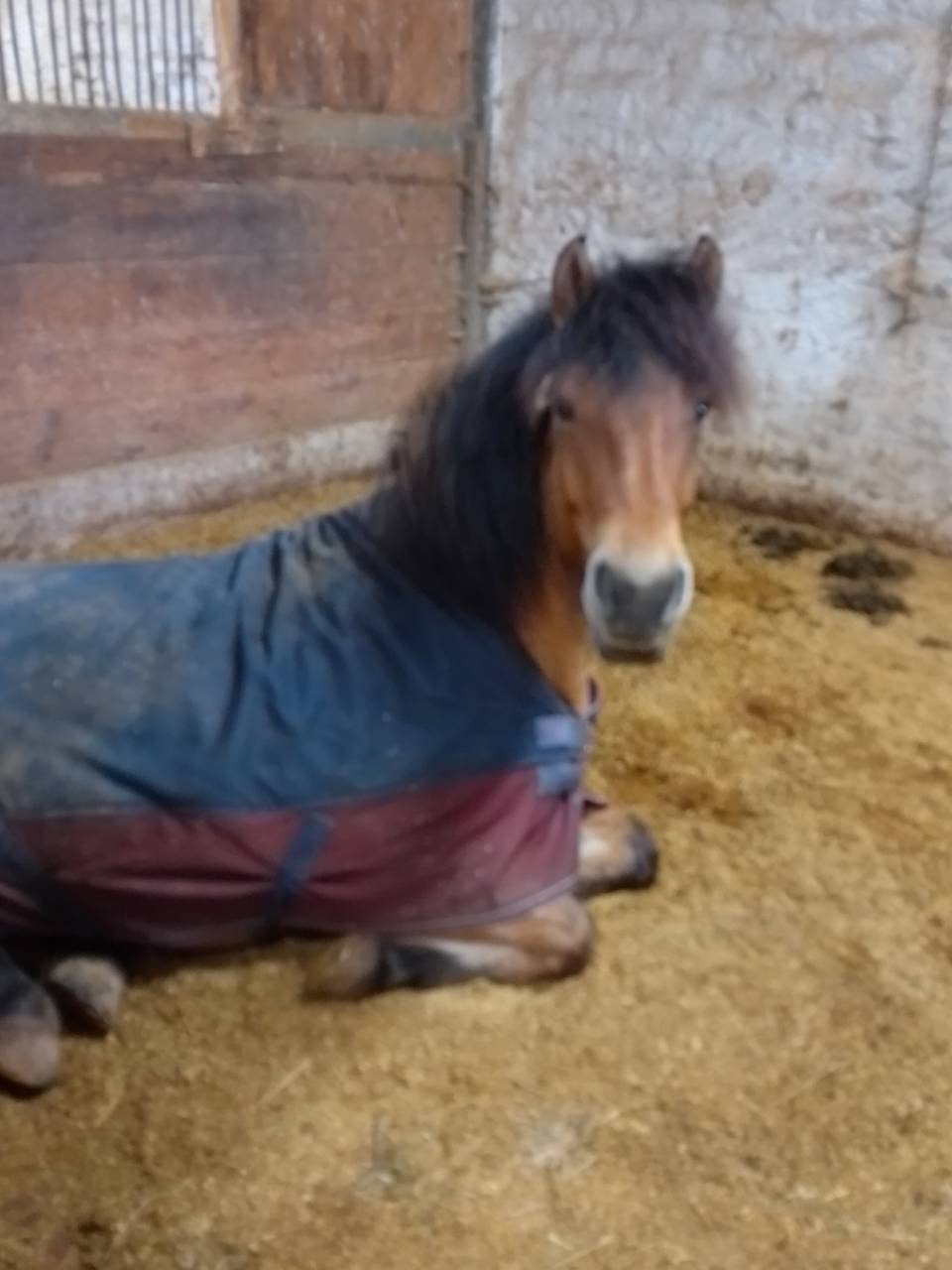 Magnifique poney D isabelle