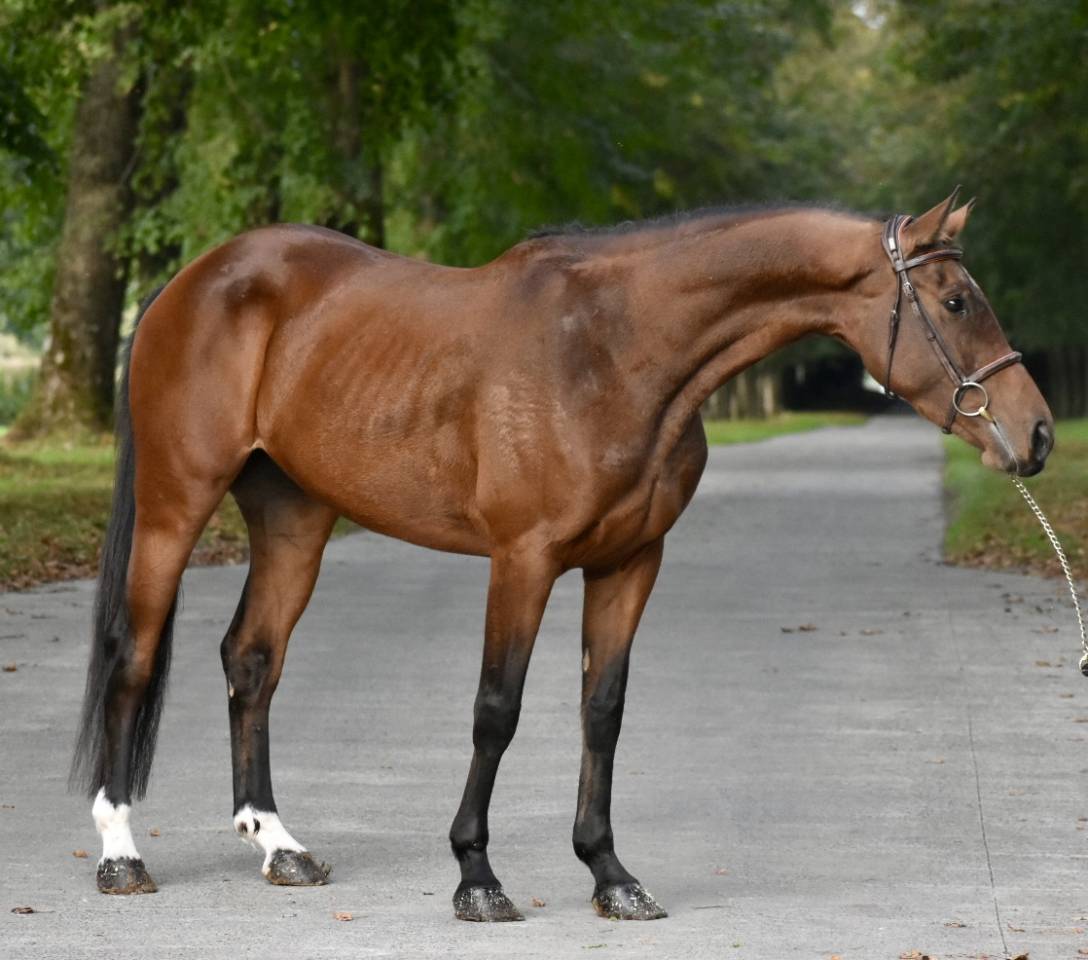 JUMENT DE 4 ANS AVEC DE LA QUALITÉ 