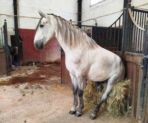 NASIR;Un Lien qui Va Au-Delà de l’Équitation