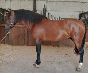 RISUEÑO;Caractère docile et confiance garantie