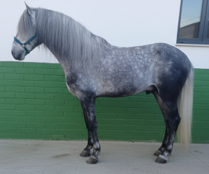 JERES;Un jeune avec une âme de vétéran