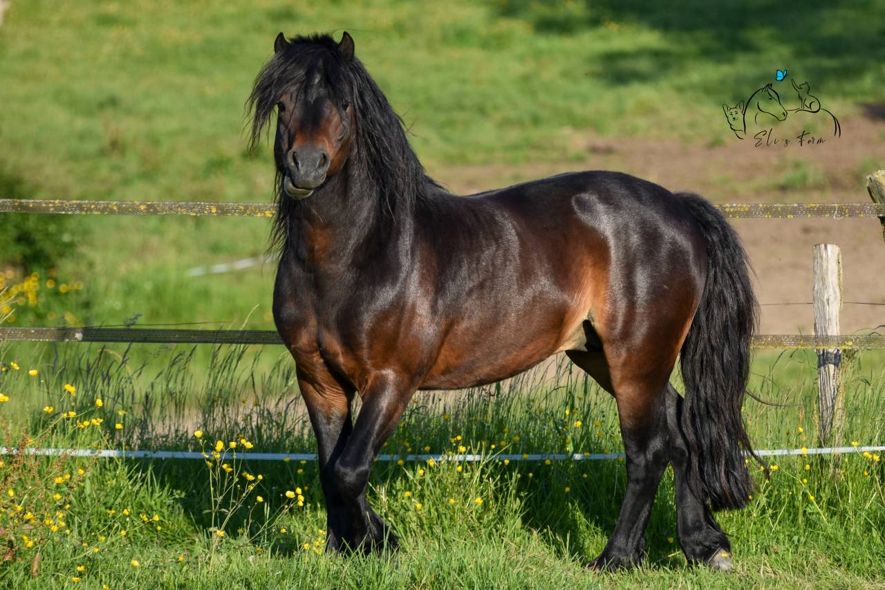 Saillie étalon DARTMOOR approuvé