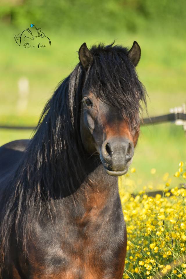 Saillie étalon DARTMOOR approuvé