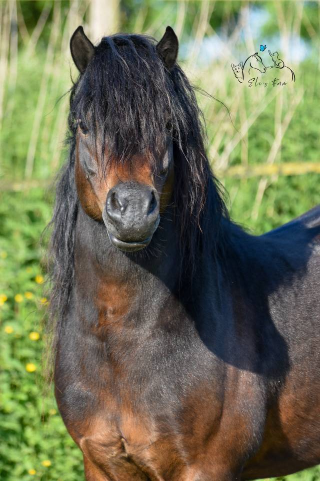 Saillie étalon DARTMOOR approuvé