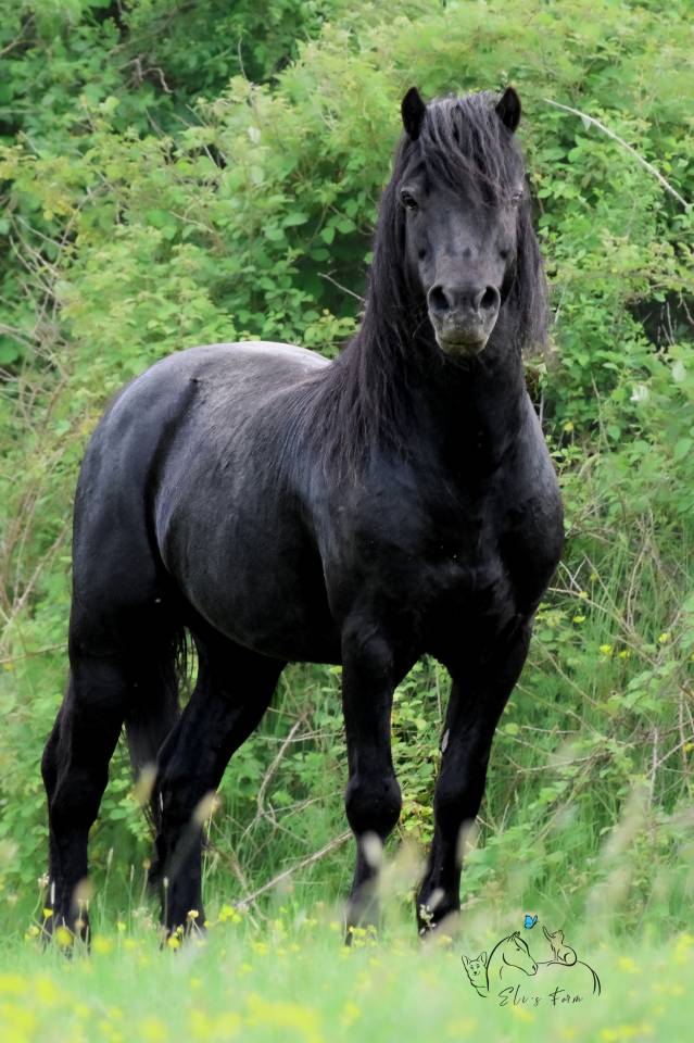 Saillie étalon DARTMOOR approuvé