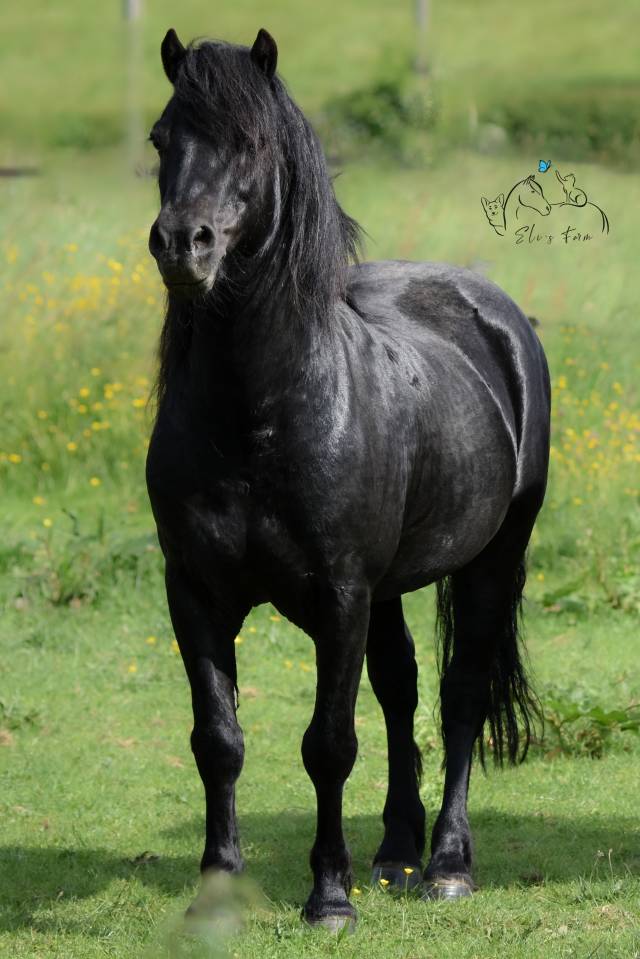 Saillie étalon DARTMOOR approuvé