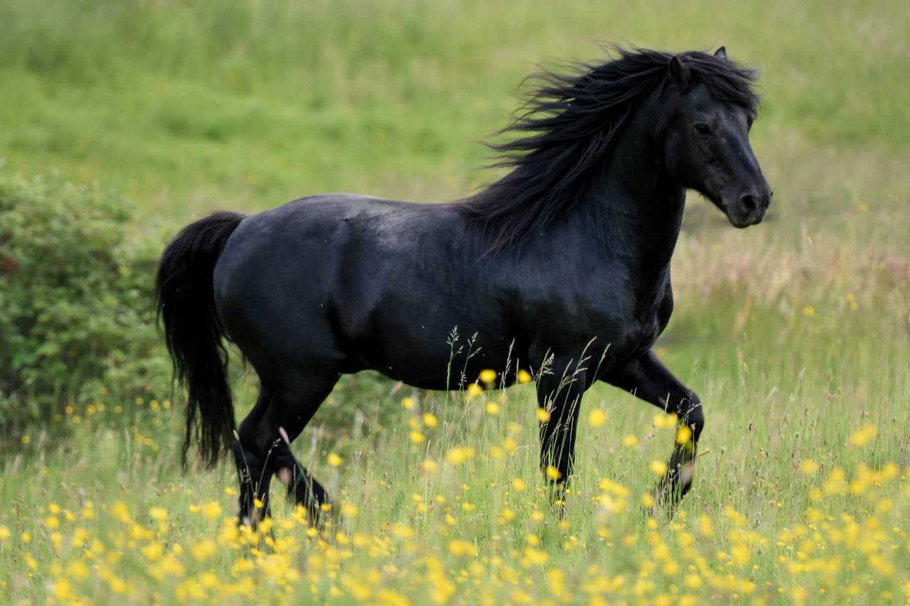 Saillie étalon DARTMOOR approuvé