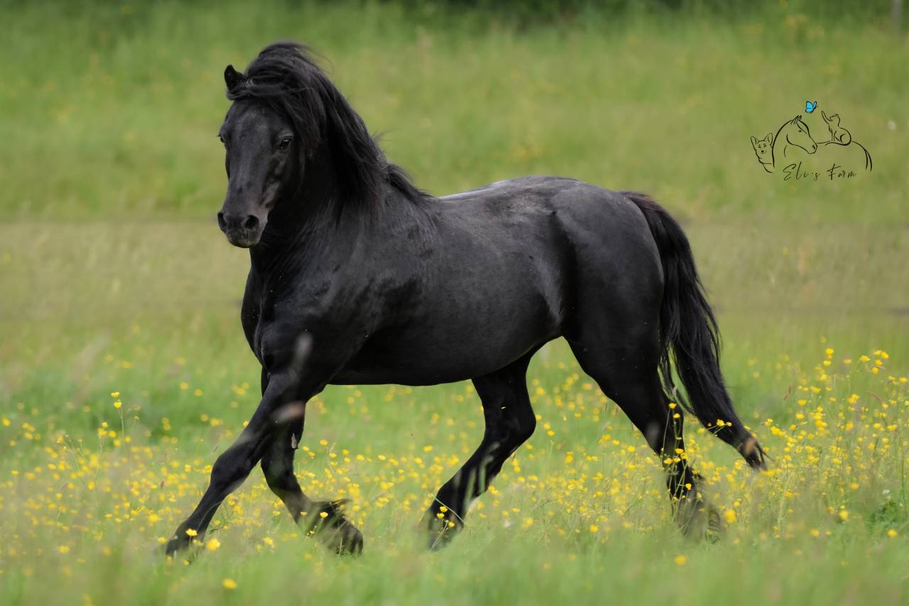 Saillie étalon DARTMOOR approuvé